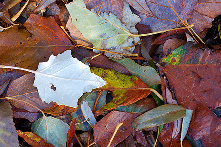 落叶树木红色死亡环境地球地面黄色森林棕色公园图片