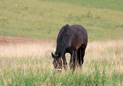 马荒野杂草哺乳动物爬坡场地农村草原牧场农场农业图片
