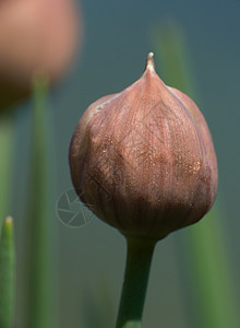 绿色洋葱的紧密芽园艺食物香料草本香葱叶子蔬菜植物草本植物宏观图片