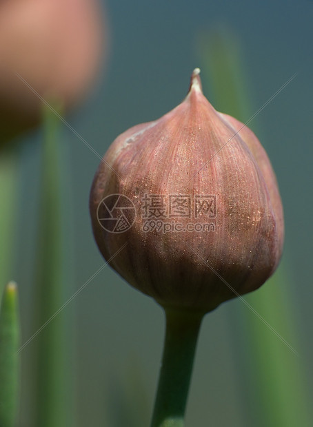 绿色洋葱的紧密芽园艺食物香料草本香葱叶子蔬菜植物草本植物宏观图片