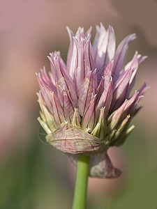 绿色洋葱的紧密芽园艺香料食物蔬菜草本植物叶子宏观植物草本香葱图片