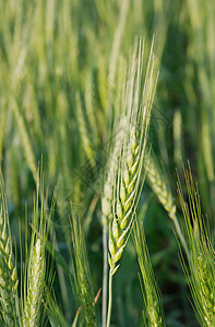 小麦国家农田园艺土地场地耳朵稻草场景培育食物图片
