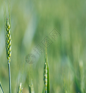 小麦环境收成园艺场地植物农村草地食物土地玉米图片