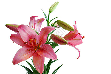 莉莉布凯活力白色红色浪漫花束粉色花园花粉生日叶子图片