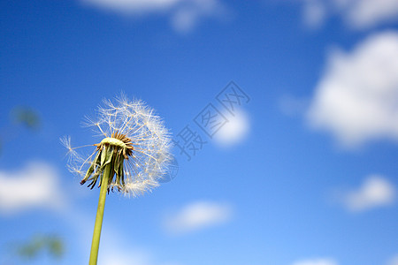 美丽的花朵阳光天空植物草地飞行脆弱性萼片休息蓝色生长图片