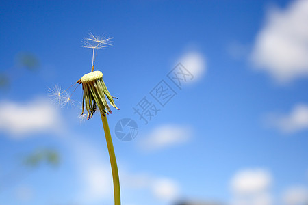 美丽的花朵天空植物种子乐趣休息羽毛草地叶子自由太阳图片