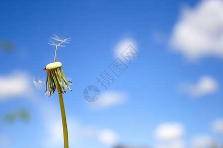 美丽的花朵休息运气蓝色生长太阳自由阳光飞行花粉过敏图片