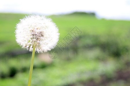 美丽的花朵草地阳光蓝色叶子萼片天空生活太阳生育力种子图片