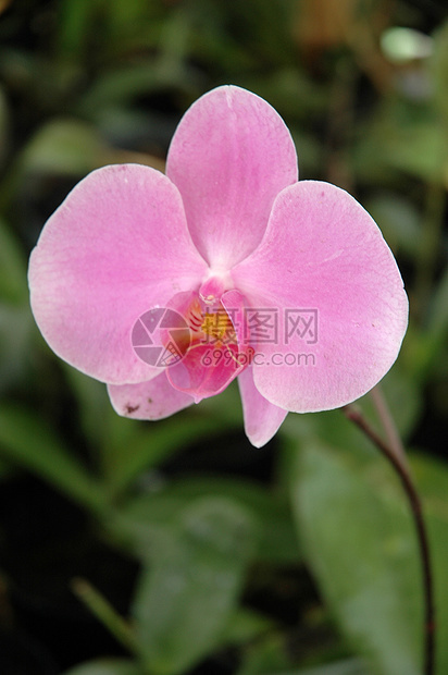 兰花植物热带花朵美丽白色植物学图片