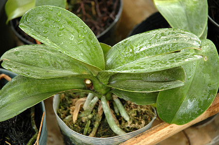 兰花花朵美丽热带白色植物植物学图片