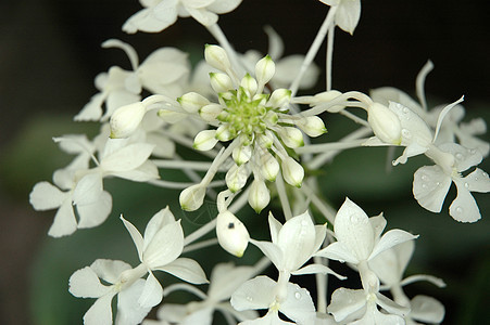 兰花热带植物学植物美丽花朵白色图片