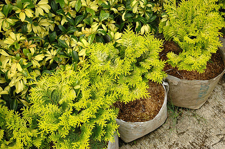 绿叶植物学花园热带叶子宏观植物图片