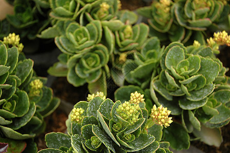 黄黄色aster植物黄色热带花园翠菊宏观植物学叶子图片