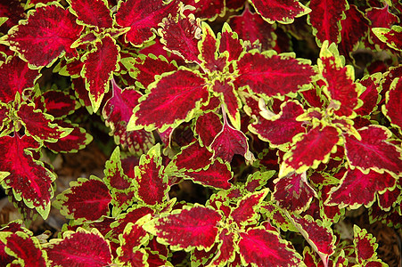 红叶花园植物热带宏观红色植物学图片