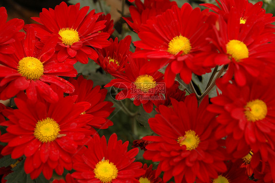 aster 键橙子翠菊植物学黄色叶子宏观热带植物花园红色图片