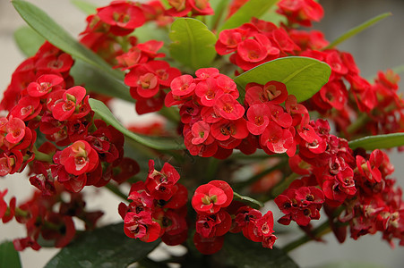红植物热带叶子红色植物学花园石斛图片