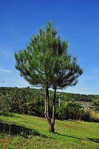 葡萄牙衬套场景生活叶子环境植物公园生长热带美化图片