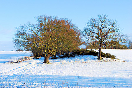 下雪的冬季树分支机构背景图片