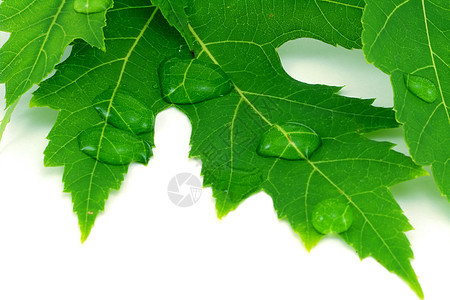 带水滴的叶子活力植物群生活绿色环境水分花园白色生态植物图片