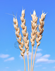 以小麦耳朵对准蓝天食物场地粮食植物生长农场背景收成面包土地图片