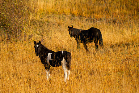 黑白马和白马牧场黑色公园马术鬃毛白色小马草地饲料哺乳动物图片