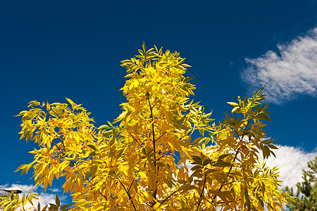 叶树 柳树天空黄色蓝色叶子白色绿色图片