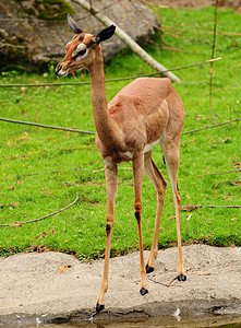 加泽勒野生动物牛角国家哺乳动物动物园男性耳朵公园警报食草图片