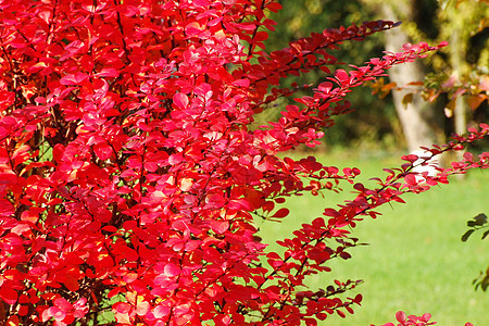 伯贝里斯红色衬套植物灌木叶子图片