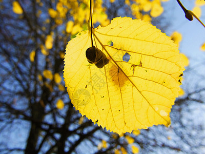 石灰叶黄色树叶宏观叶子背景图片