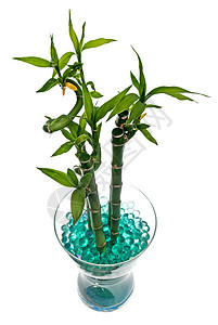 玻璃罐加竹子白色生活玻璃植物工作室凝胶花瓶石头杯子蝴蝶图片