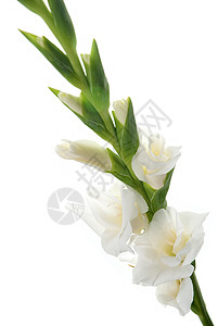 白色格拉迪奥卢斯细节花瓣园艺叶子雌蕊美丽宏观工作室绿色礼物植物图片
