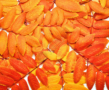 秋天落叶橙子植物群季节植物红色叶子黄色图片
