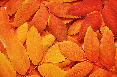 秋季假期黄色植物红色季节橙子叶子植物群图片