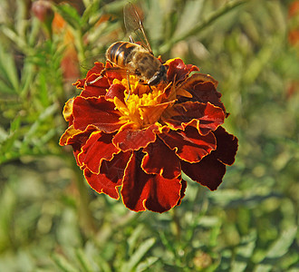 和蜜蜂的花朵图片