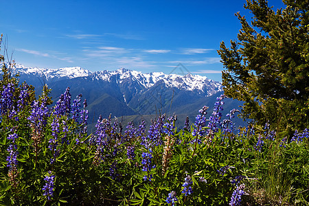 飓风脊草地海拔高地荒野爬坡顶峰森林野花花朵风景图片