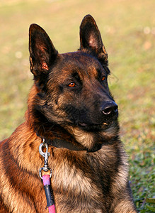 马里犬类牧羊人小狗宠物动物牧羊犬图片