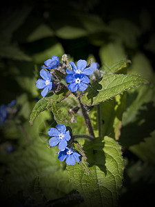 美丽的蓝花花背景图片