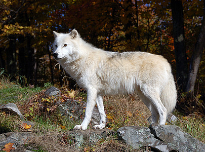 北极野狼野生动物白色毛皮森林荒野犬类捕食者哺乳动物苔原狼疮图片
