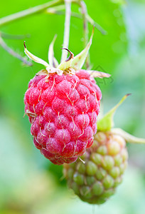 成熟草莓绿色食物园艺水果红色农业树叶季节浆果收获图片