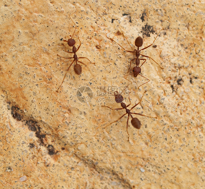 蚂蚁群体图片