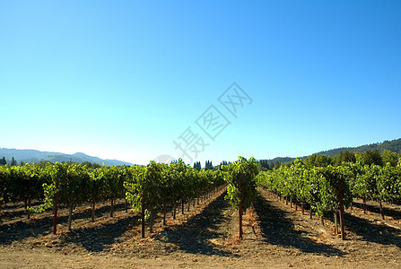 北加利福尼亚州的藤园葡萄园栽培农业酒厂葡萄有素训练帖子爬坡山坡图片