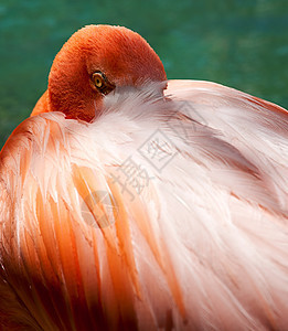 火焰之眼野生动物情调橙子眼睛热带动物园脖子异国粉色荒野图片