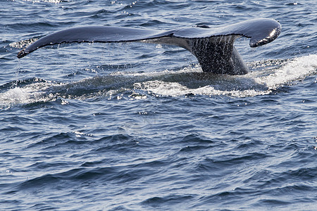 鲸的尾巴图片