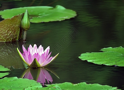 水百里河流百合湖泊白色花朵池塘树叶粉色植物花瓣图片