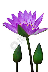 水百里百合植物紫色睡莲绿色花朵白色花瓣图片