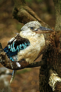 科卡布罗拉栖息翅膀俘虏野生动物生物动物园鸟类翠鸟森林动物图片