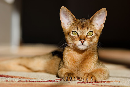 年轻小猫在行动动物猫科胡须眼睛冒充小路兽医悲伤宠物老虎图片