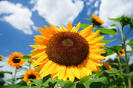 蓝天空上鲜向日葵作为背景种子叶子橙子国家花园植物学植物太阳植物群宏观图片