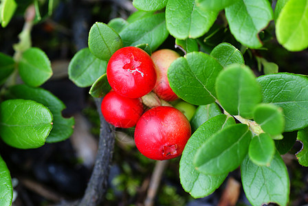 红莓食物小球水果叶子植物衬套红色背景图片