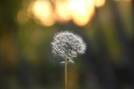 白花层植物土地种子生长院子绿色草地生活图片